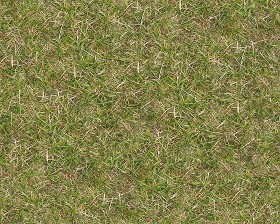 Textures   -   NATURE ELEMENTS   -   VEGETATION   -  Green grass - Green grass texture seamless 13015