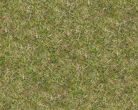 Textures   -   NATURE ELEMENTS   -   VEGETATION   -   Green grass  - Green grass texture seamless 13015 (seamless)