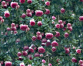 Textures   -   NATURE ELEMENTS   -   VEGETATION   -  Hedges - Hedge of roses texture seamless 16575