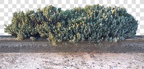 Textures   -   NATURE ELEMENTS   -   VEGETATION   -   Hedges  - Shrub hedge texture seamless 17354 (seamless)