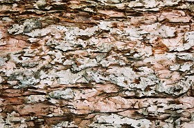 Textures   -   NATURE ELEMENTS   -  BARK - Bark texture seamless 12358