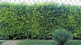 Textures   -   NATURE ELEMENTS   -   VEGETATION   -  Hedges - Cut out hedge texture seamless 17375