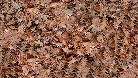 Textures   -   NATURE ELEMENTS   -   VEGETATION   -  Leaves dead - Leaves dead texture seamless 17315