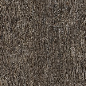 Textures   -   NATURE ELEMENTS   -   BARK  - Bark texture seamless 12359 (seamless)