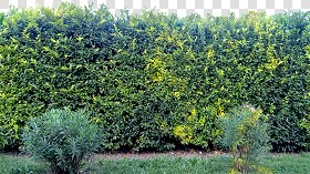 Textures   -   NATURE ELEMENTS   -   VEGETATION   -  Hedges - Cut out hedge texture seamless 17376