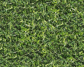 Textures   -   NATURE ELEMENTS   -   VEGETATION   -  Green grass - Green grass texture seamless 13018