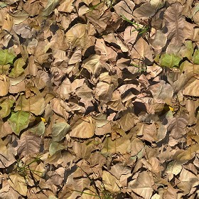 Textures   -   NATURE ELEMENTS   -   VEGETATION   -  Leaves dead - Leaves dead texture seamless 17321