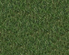 Textures   -   NATURE ELEMENTS   -   VEGETATION   -  Green grass - Green grass texture seamless 13019