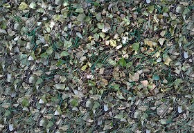 Textures   -   NATURE ELEMENTS   -   VEGETATION   -  Leaves dead - Leaves dead texture seamless 17473