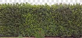 Textures   -   NATURE ELEMENTS   -   VEGETATION   -  Hedges - Cut out hedge texture seamless 17378