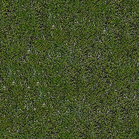 Textures   -   NATURE ELEMENTS   -   VEGETATION   -  Green grass - Green grass texture seamless 13020