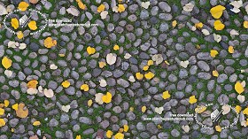 Textures   -   ARCHITECTURE   -   ROADS   -   Paving streets   -  Rounded cobble - Rounded cobblestone with dead leaves texture seamless 19063