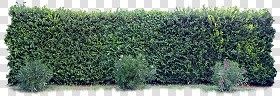Textures   -   NATURE ELEMENTS   -   VEGETATION   -  Hedges - Cut out hedge texture 17379