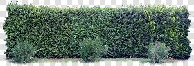 Textures   -   NATURE ELEMENTS   -   VEGETATION   -   Hedges  - Cut out hedge texture 17379