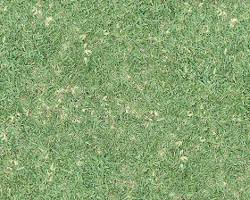 Textures   -   NATURE ELEMENTS   -   VEGETATION   -  Green grass - Green grass texture seamless 13021