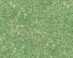 Textures   -   NATURE ELEMENTS   -   VEGETATION   -   Green grass  - Green grass texture seamless 13021 (seamless)