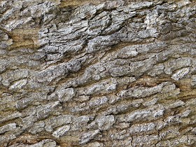 Textures   -   NATURE ELEMENTS   -   BARK  - Bark texture seamless 12364 (seamless)