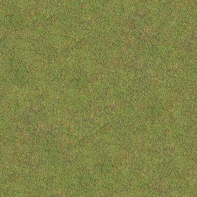 Textures   -   NATURE ELEMENTS   -   VEGETATION   -  Green grass - Green grass texture seamless 13023