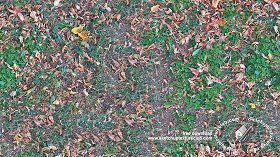 Textures   -   NATURE ELEMENTS   -   VEGETATION   -  Leaves dead - Leaves dead texture seamless 18643