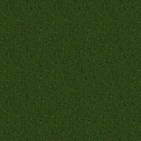 Textures   -   NATURE ELEMENTS   -   VEGETATION   -  Green grass - Green grass texture seamless 13024