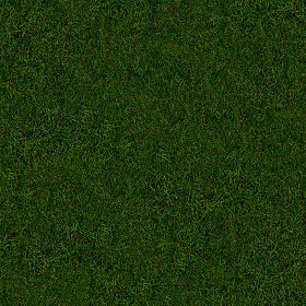 Textures   -   NATURE ELEMENTS   -   VEGETATION   -  Green grass - Green grass texture seamless 13025