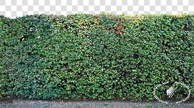 Textures   -   NATURE ELEMENTS   -   VEGETATION   -   Hedges  - Cut out hedge texture seamless 17683 (seamless)