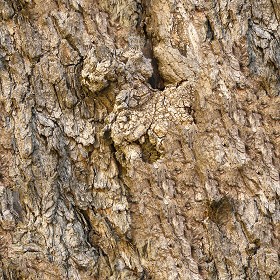 Textures   -   NATURE ELEMENTS   -  BARK - Bark texture seamless 12368