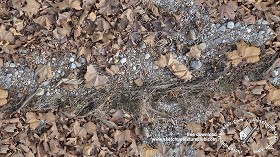 Textures   -   NATURE ELEMENTS   -   VEGETATION   -  Leaves dead - Leaves dead texture seamless 18647