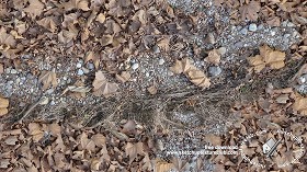 Textures   -   NATURE ELEMENTS   -   VEGETATION   -   Leaves dead  - Leaves dead texture seamless 18647 (seamless)