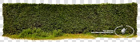 Textures   -   NATURE ELEMENTS   -   VEGETATION   -   Hedges  - Cut out hedge texture 17685