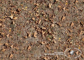 Textures   -   NATURE ELEMENTS   -   VEGETATION   -  Leaves dead - Dry grass with dead leaves texture seamless 18648