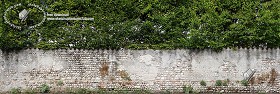 Textures   -   ARCHITECTURE   -   STONES WALLS   -   Damaged walls  - Old damaged wall with hedge texture seamless 18410 (seamless)