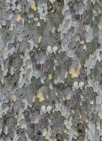 Textures   -   NATURE ELEMENTS   -   BARK  - Platanus bark texture semaless 21243