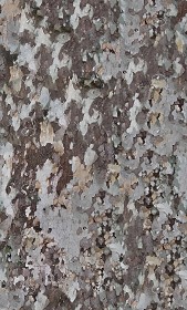 Textures   -   NATURE ELEMENTS   -  BARK - Platanus bark texture semaless 21244