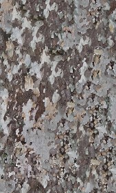 Textures   -   NATURE ELEMENTS   -   BARK  - Platanus bark texture semaless 21244