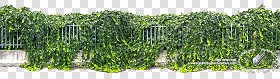 Textures   -   NATURE ELEMENTS   -   VEGETATION   -  Hedges - Cut out hedge ivy texture seamless 17687