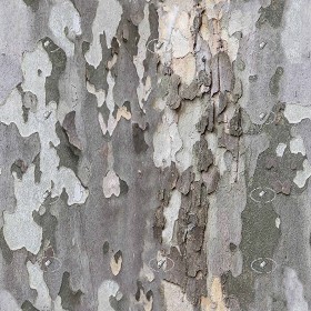 Textures   -   NATURE ELEMENTS   -  BARK - Platanus bark texture semaless 21245