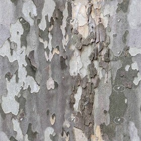 Textures   -   NATURE ELEMENTS   -   BARK  - Platanus bark texture semaless 21245