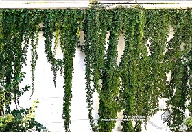 Textures   -   NATURE ELEMENTS   -   VEGETATION   -   Hedges  - Concrete wall with creeper texture seamless 18202 (seamless)