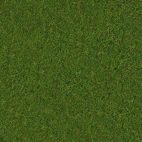 Textures   -   NATURE ELEMENTS   -   VEGETATION   -  Green grass - Green grass texture seamless 13031