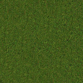 Textures   -   NATURE ELEMENTS   -   VEGETATION   -   Green grass  - Green grass texture seamless 13031 (seamless)