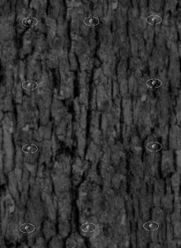 Textures   -   NATURE ELEMENTS   -   BARK  - White oak bark texture seamless 21246 - Displacement