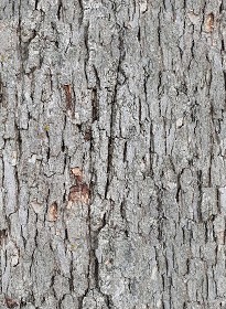 Textures   -   NATURE ELEMENTS   -  BARK - White oak bark texture seamless 21246