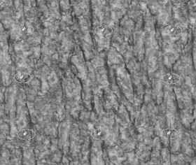 Textures   -   NATURE ELEMENTS   -   BARK  - Bark texture seamless 21247 - Displacement