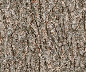 Textures   -   NATURE ELEMENTS   -  BARK - Bark texture seamless 21247