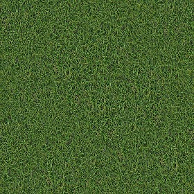 Textures   -   NATURE ELEMENTS   -   VEGETATION   -  Green grass - Green grass texture seamless 13032