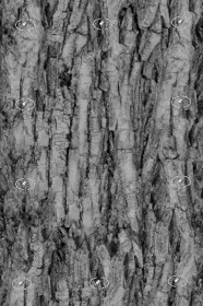 Textures   -   NATURE ELEMENTS   -   BARK  - Bark texture seamless 21248 - Displacement