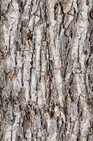 Textures   -   NATURE ELEMENTS   -  BARK - Bark texture seamless 21248