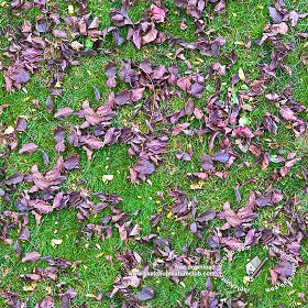 Textures   -   NATURE ELEMENTS   -   VEGETATION   -  Leaves dead - Green grass with dead leaves texture seamless 18845