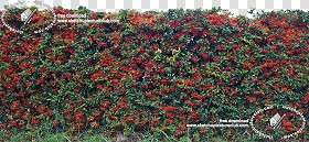 Textures   -   NATURE ELEMENTS   -   VEGETATION   -  Hedges - Cut out autumnal hedge texture seamless 18706
